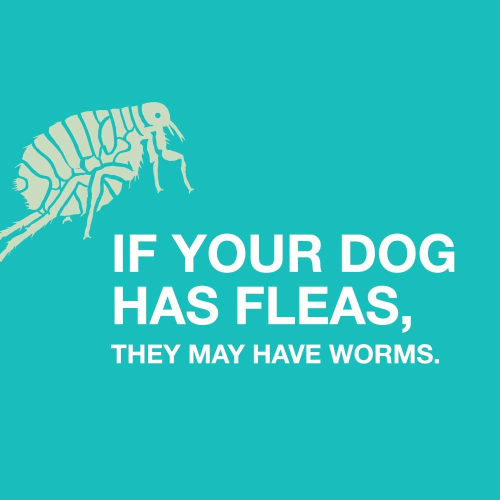 QUAD-DEWORMER-FOR-LARGE-DOGS