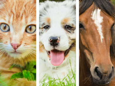 Quiz: Cat, Dog or Horse?