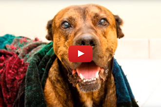 Ready For A Rescue Story To Get Your Week Started? Meet Bo!