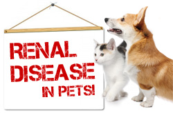 Renal Disease in Pets