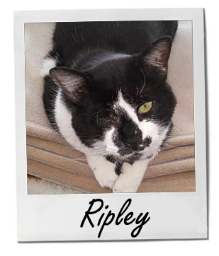 Ripley 2/11/14