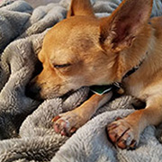 Rocko, The Chihuahua On A Mission