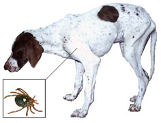 Rocky Mountain Spotted Fever