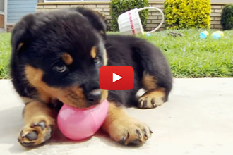 Rottweiler Puppies In An Easter Basket