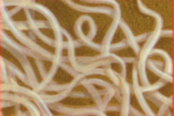 Roundworms