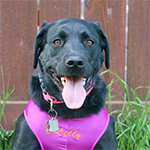 Say Hello To Lilly, The Dock Diving Lab!