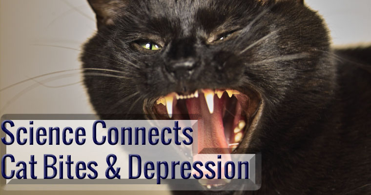 Scientific Study Links Cat Bites And Depression