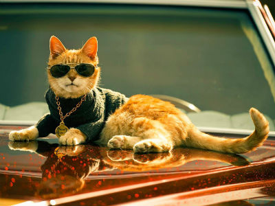 Scooter The Neutered Cat Spreads Awareness With This Hilarious Music Video!