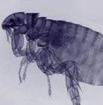 Seasonal Feature: Fleas & Ticks