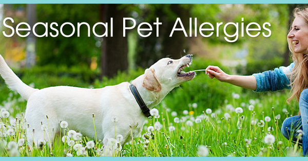 Seasonal Pet Allergies
