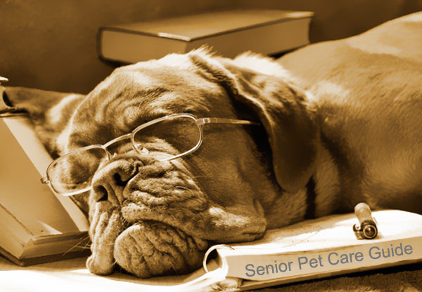 Senior Pet Care Guide