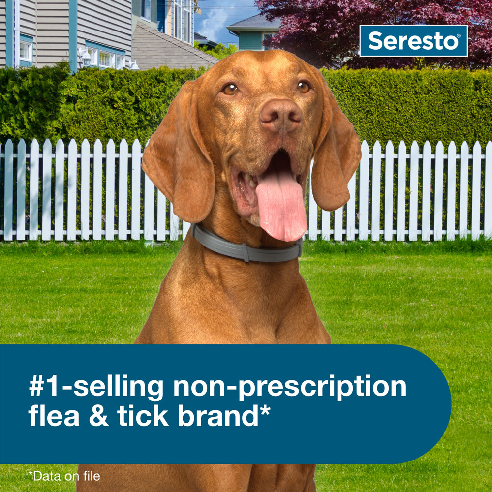 SERESTO-FLEACOLLAR-LARGE-DOGS-2-PACK
