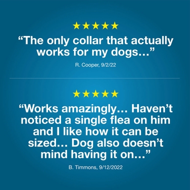 Dog silhouette connected to pictures of harmful insects