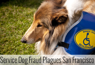 Service Dog Fraud Plagues San Francisco
