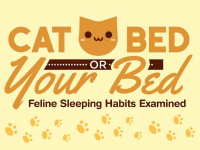 Should You Be Sharing Your Bed With Your Cat?