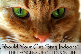 Should Your Cat Stay Indoors?: The Dangers of Outdoor Life