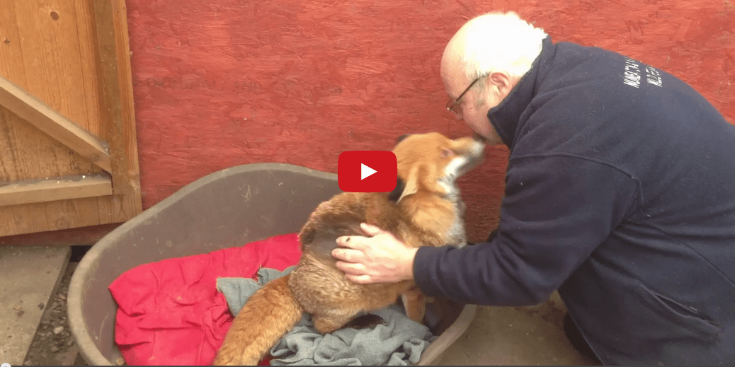 Silly Fox, You're a Fox- Not a Dog! This Fox is Absolutely Adorable!!