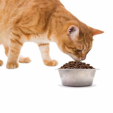 SIMPLY-WILD-CHICKEN-MEAL-BROWN-RICE-CAT-FOOD-20-LBS
