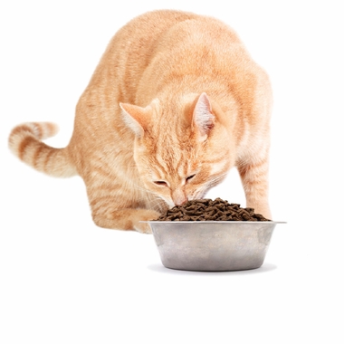 SIMPLY-WILD-CHICKEN-MEAL-BROWN-RICE-CAT-FOOD-20-LBS
