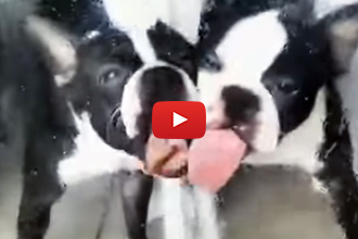 Slug Versus Boston Terriers. We Can't Stop Laughing!