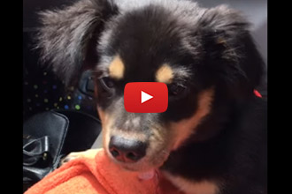 Some Puppy Tantrums Are Just Too Cute For Words!