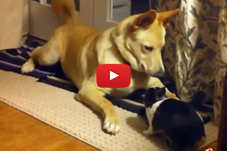 Somebunny Wants to Play!