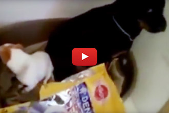 Someone Ate All The Treats, But Will We Ever Know Who It Was?