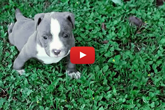 Someone Threw This Disabled Puppy Away, But When He Was Rescued...