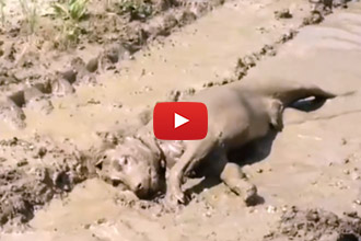 Sometimes All You Need Is Mud!