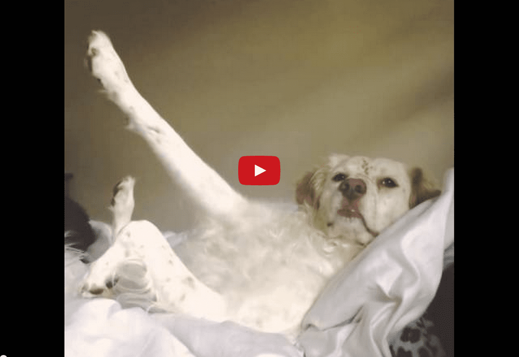 Sometimes the Best Response is a Casual One- Watch This Dog's Hilarious Answer to his Owner's Question!!