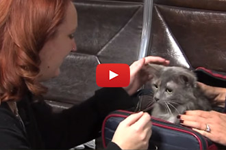 Sophie The Cat Is Reunited With Her Mom After 7 Years!