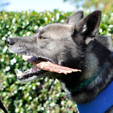 SPIZZLEGULLETHUNKS-12PK