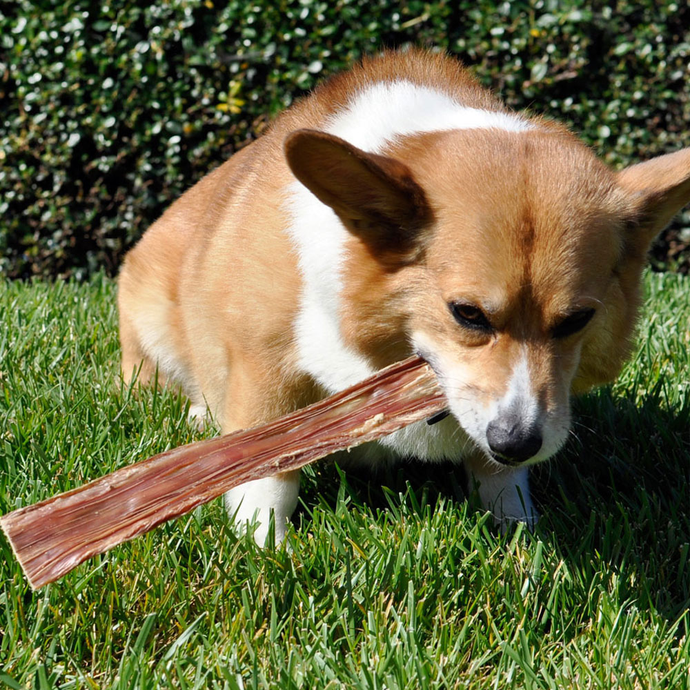 SPIZZLEGULLETHUNKS-12PK