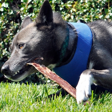 SPIZZLEGULLETHUNKS-72PK