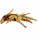 Spizzles Chicken Feet - Medium/Large