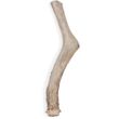 Spizzles Deer Antler Dog Chew - Solid (Jumbo) 9"