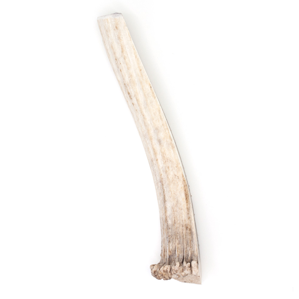 SPIZZLES-ELK-ANTLER-DOG-CHEW-CENTER-CUT-XLARGE
