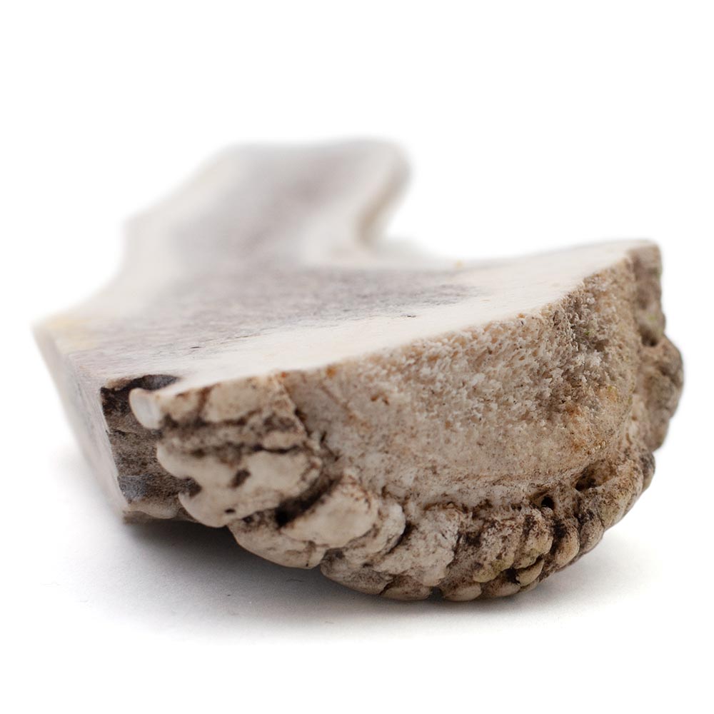 SPIZZLES-ELK-ANTLER-DOG-CHEW-CENTER-CUT-JUMBO