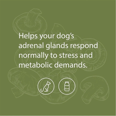 STANDARD-PROCESS-CANINE-ADRENAL-SUPPORT-100G