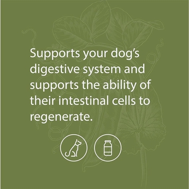 STANDARD-PROCESS-CANINE-ENTERIC-SUPPORT-30G