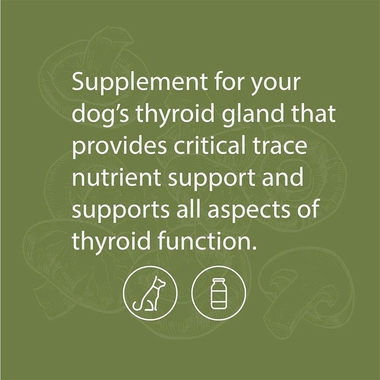 STANDARD-PROCESS-CANINE-THYROID-SUPPORT-100G