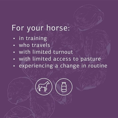 STANDARD-PROCESS-EQUINE-GI-SUPPORT-850G