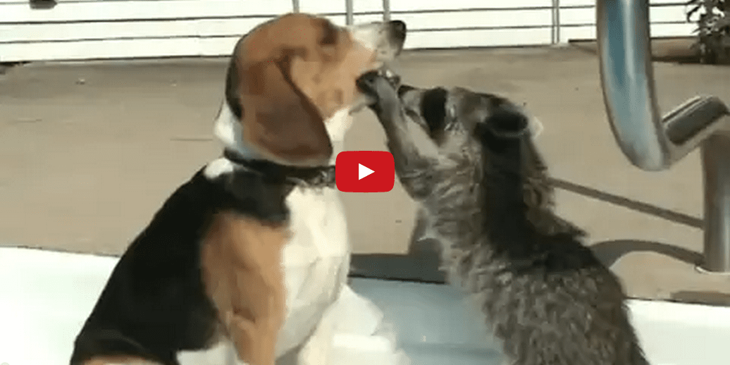 Start the Weekend Right with This Curious Interaction Between a Pet Raccoon and a Beagle!
