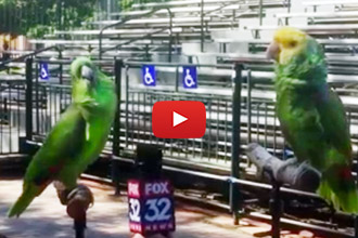 Synchronized Parrot Singing? Yes Please!