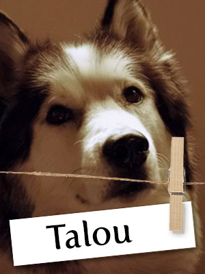 Talou Is One Malamute You Must Meet!