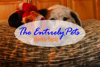 Television Actor Charged with Felony Counts of Animal Abuse, Pope Declares Dogs Go to Heaven, and Toronto Launches Mass Cat-Trapping Operation- This & More in the EntirelyPets Weekly Recap (December 6-12, 2014)