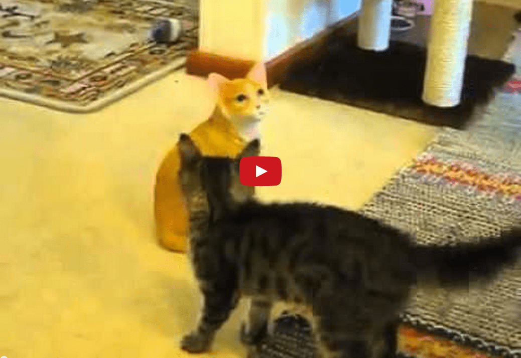 That's Embarrassing! This Cat Mistakes a Statue for Another Cat and It's HILARIOUS!!