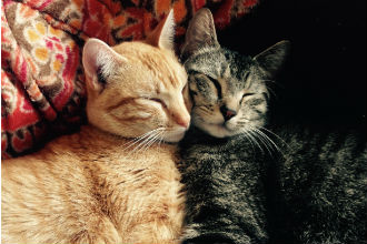 The 10 Cutest Types of Cat Hugs