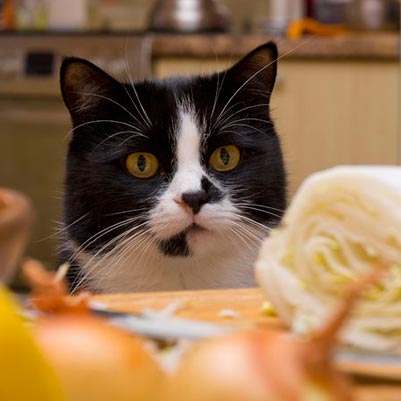 The 10 Healthiest Ways to Relax With Your Cat