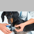 The 5 Best Nail Clippers for Dogs